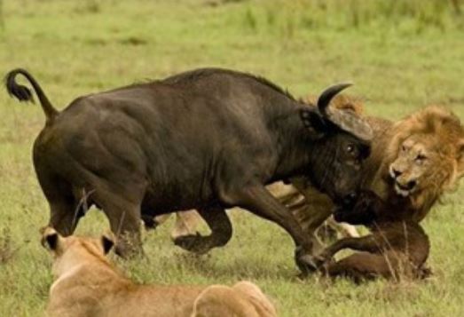 Clip: Cái chết thảm thương của mẹ con trâu rừng
