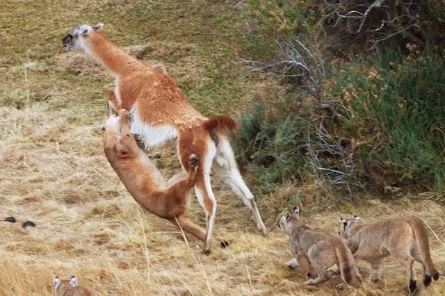 Vồ hụt mồi, báo sư tử bị trọng thương