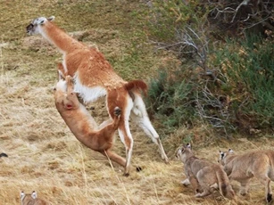 Vồ hụt mồi, báo sư tử bị trọng thương