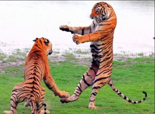 Clip: Hổ dữ tử chiến giành lãnh thổ