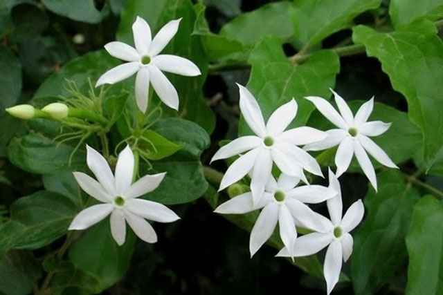 Những lưu ý khi uống chè vằng để không gây hại cho sức khỏe 