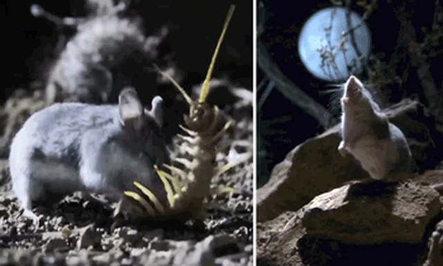 Kinh hãi, chuột 'sát thủ' ăn cả thịt đồng loại, biết hú như chó sói