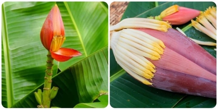 Cách làm nộm hoa chuối thơm ngon, tốt cho sức khỏe - 1