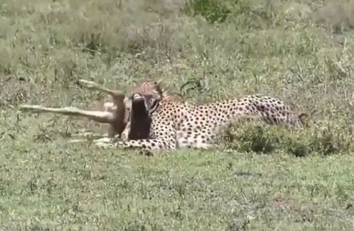 Clip: Vừa sinh xong, nai mẹ lập tức bị báo ăn thịt