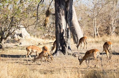Clip: Phục kích trên cây, báo phi thân xuống đất tóm gọn linh dương