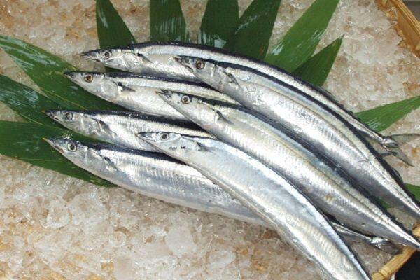 Bảo quản cá tươi ngon chỉ với bước này từ kinh nghiệm của người Nhật