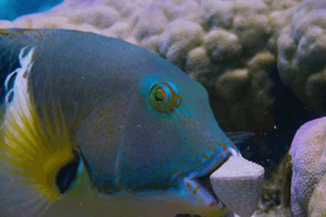 Loài cá có khả năng tách vỏ sò