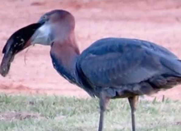 Clip: Diệc xám suýt “chết nghẹn” vì nuốt cá trê khủng