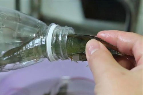 Bảo quản tôm đừng cho thẳng vào tủ lạnh, thêm bước này không lo bị thâm đen