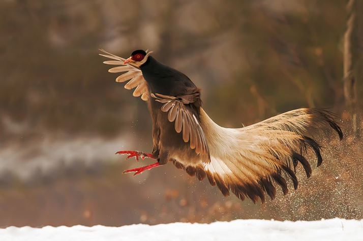Mê mẩn trước bộ lông tuyệt đẹp của giống gà đặc hữu Trung Quốc