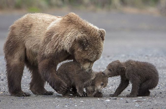 “Tan chảy” trước khoảnh khắc tình cảm của mẹ con gấu nấu