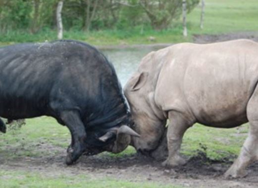 Clip: Tê giác húc bay đàn trâu rừng