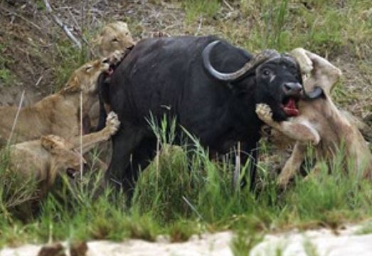 Clip: Sư tử bị trâu rừng húc xuyên người