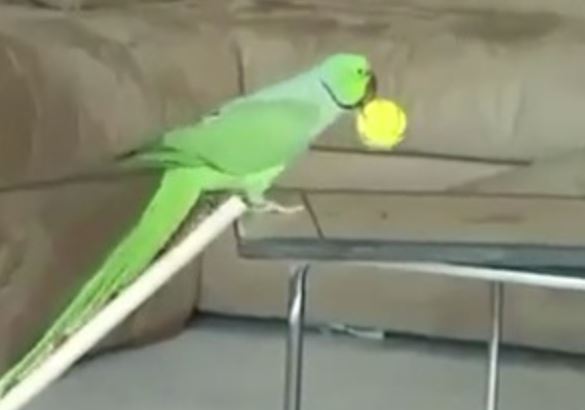 Clip: Động vật trổ tài biểu diễn y như người