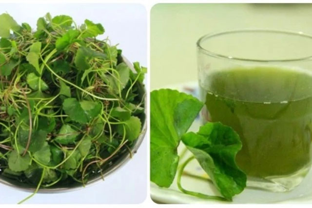 Ngải cứu cực tốt nhưng 3 kiểu người tuyệt đối không ăn