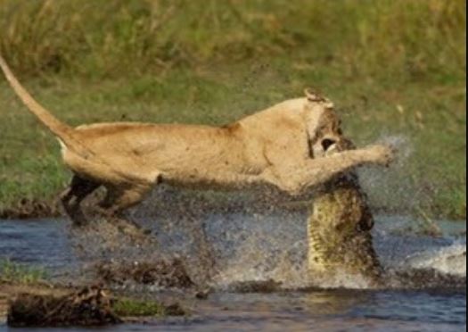 Clip: Cá sấu truy sát sư tử dưới nước