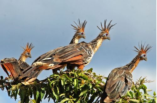 Chiêm ngưỡng bộ lông kỳ dị của gà móng hoang dã