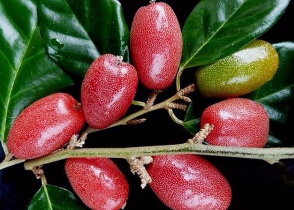 Bài thuốc chữa bệnh cực hay từ quả nhót