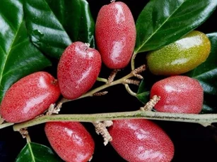 Bài thuốc chữa bệnh cực hay từ quả nhót