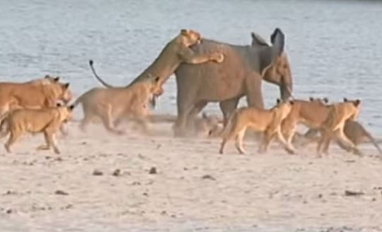 Clip: Bầy sư tử truy sát voi và cái kết bất ngờ
