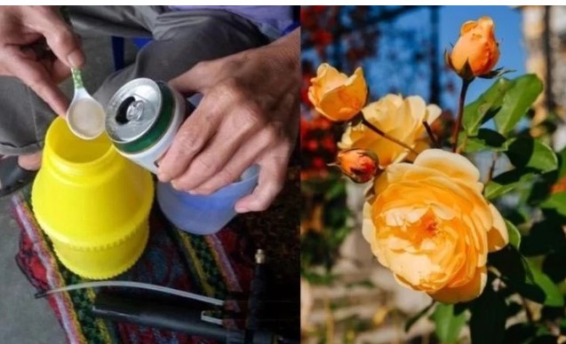 2 loại dung dịch dùng tưới cây, cây nào cây nấy tươi tốt, cho hoa nở bung chậu