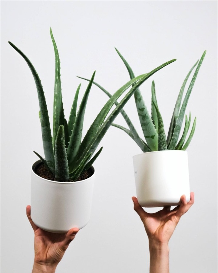 9 loại cây giúp ngủ ngon, nên đặt trong phòng ngủ - 1