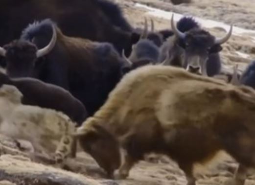 Clip: Bò Tây Tạng quyết tử với báo tuyết