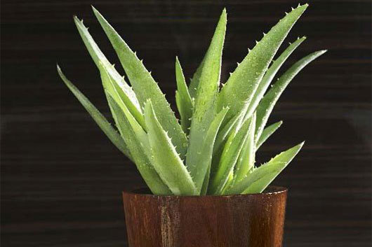 9 loại cây giúp ngủ ngon, nên đặt trong phòng ngủ 