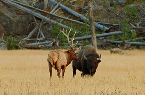 Clip: Bò rừng bison nặng 1 tấn đại chiến với nai sừng tấm 400kg