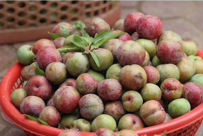 Những người tuyệt đối không nên ăn quả mận