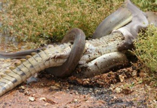 Clip: Trăn tấn công, nuốt gọn cá sấu vào bụng