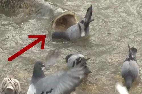 Clip: Cận cảnh cá trê khổng lồ săn bắt bồ câu