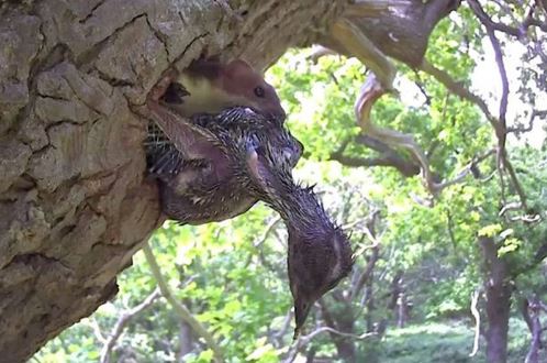 Clip: Chồn sương sát hại chim gõ kiến non dã man