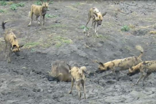 Clip: Lợn rừng thông minh thoát khỏi nanh vuốt của chó hoang