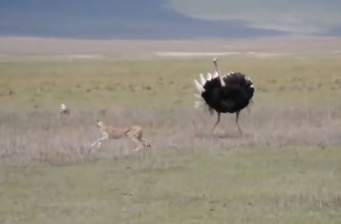 Clip: Đà điểu hung dữ khiến báo bỏ chạy