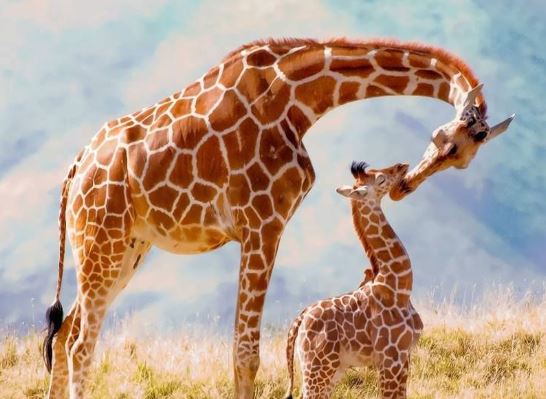 Chùm ảnh ấn tượng về tình mẫu tử của hươu cao cổ