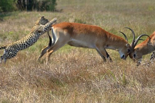 Clip: Mải húc nhau, linh dương đực bị báo săn hạ sát