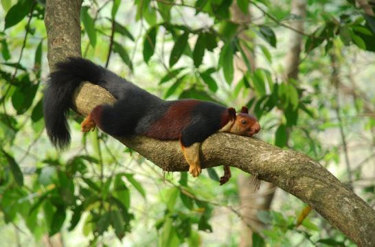 Vẻ ngoài độc lạ của loài sóc có nguồn gốc ở Ấn Độ