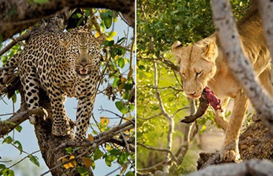 Clip: Sư tử leo cây "nẫng tay trên" mồi của báo hoa mai