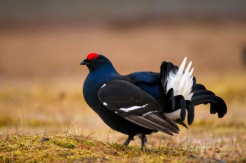 Ngắm bộ lông tuyệt đẹp của gà gô đen