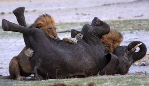 Clip: Voi con chết thảm dưới hăm răng sư tử