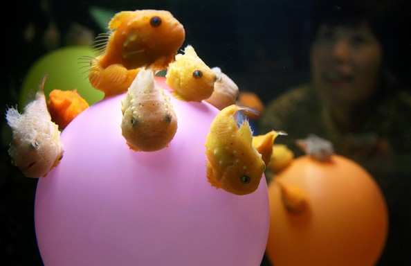Những sinh vật dưới đáy biển vô cùng đẹp và dễ thương