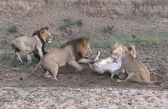 Đàn sư tử “cãi nhau chí chóe” giành con mồi, trâu nước thừa cơ lủi mất