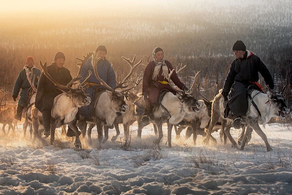 Tộc người du mục ‘sống chết’ với tuần lộc cuối cùng trên thế giới