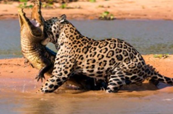 Clip: Báo dũng mãnh lao xuống nước kết liễu cá sấu