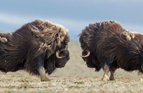 Clip: Đại chiến giành quyền giao phối của những con bò 400kg