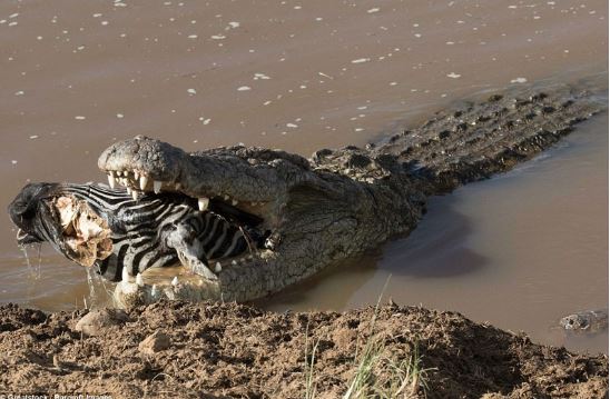 “Rợn người” với cảnh cá sấu nuốt chửng đầu ngựa vằn