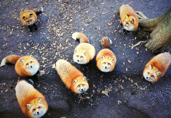 Làng cáo siêu đáng yêu có một không hai