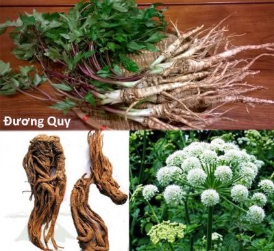 Kỳ y dị thảo: Câu chuyện về nguồn gốc của vị thuốc Đương quy