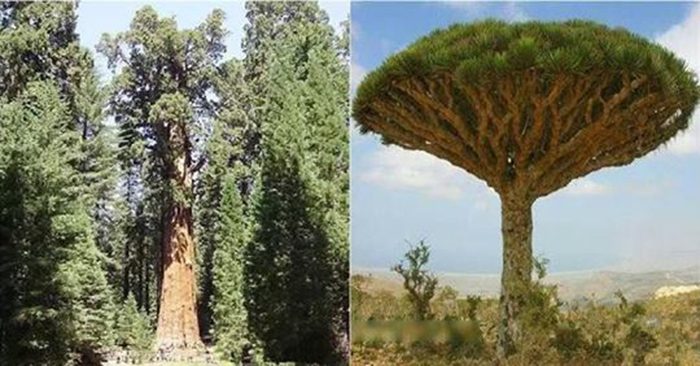 Những cây cổ thụ sống lâu đời nhất trên thế giới, Thụy Điển có cây lên đến 9500 năm
